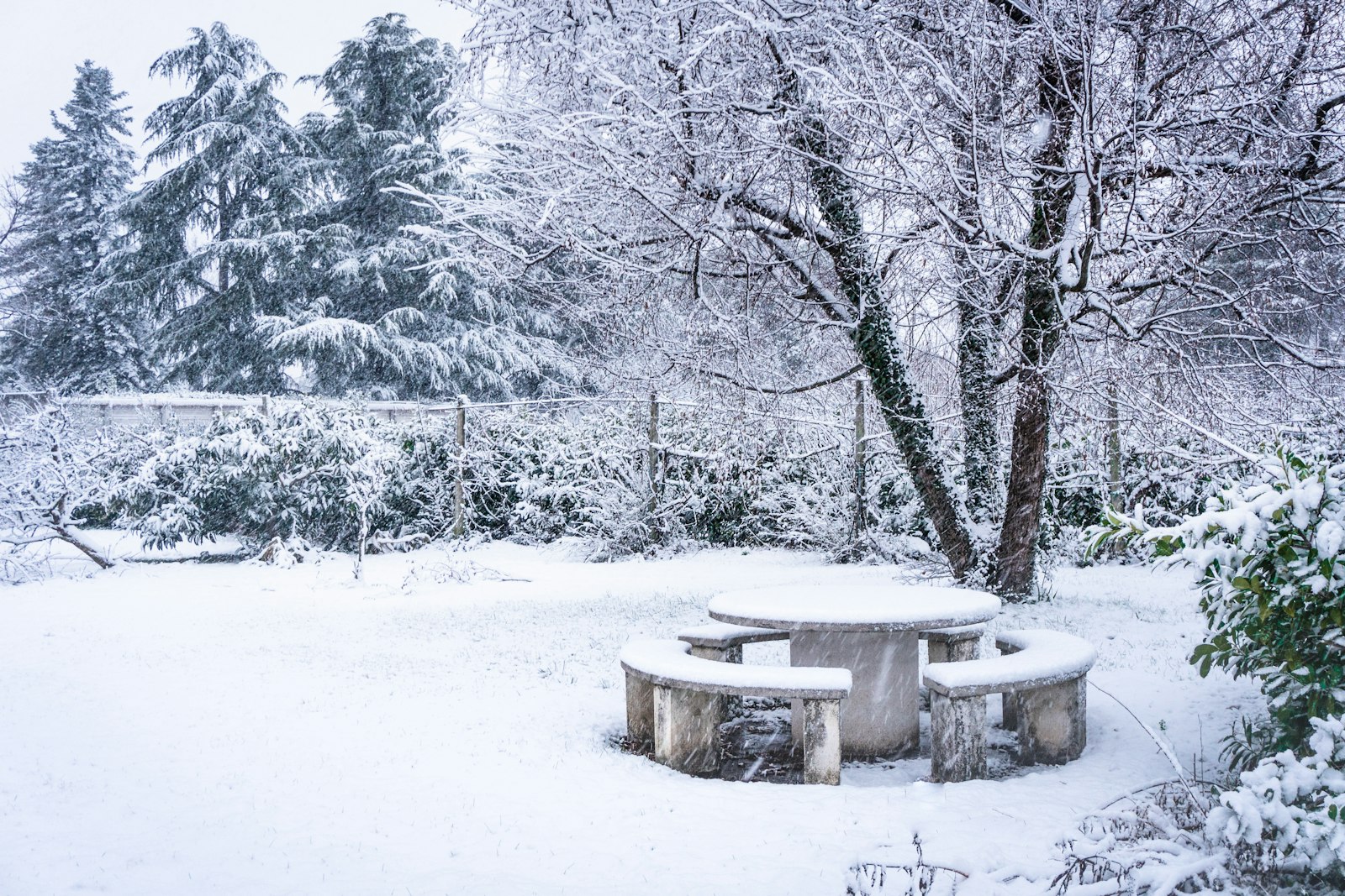 Feigenbaum winterfest machen: Wurzelstock schützen, Kübel kühl überwintern