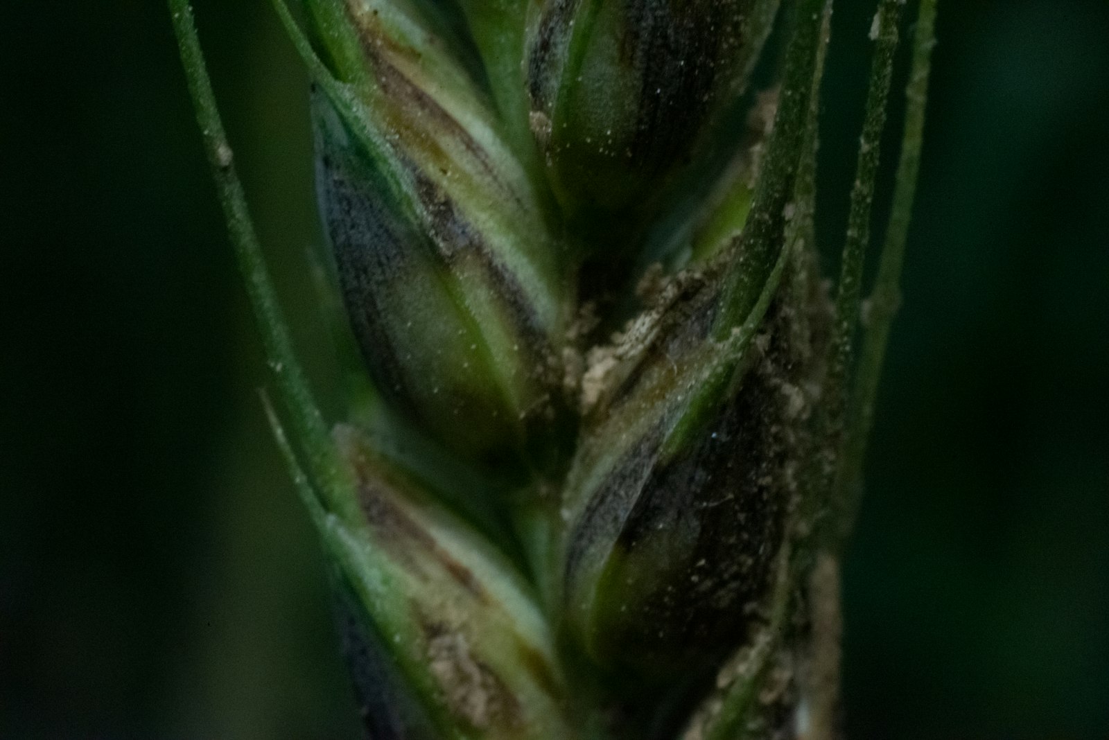 Flohsamen-Pflanze anbauen: Aussaat ab Mitte April, Ernte der Ähren im Spätsommer