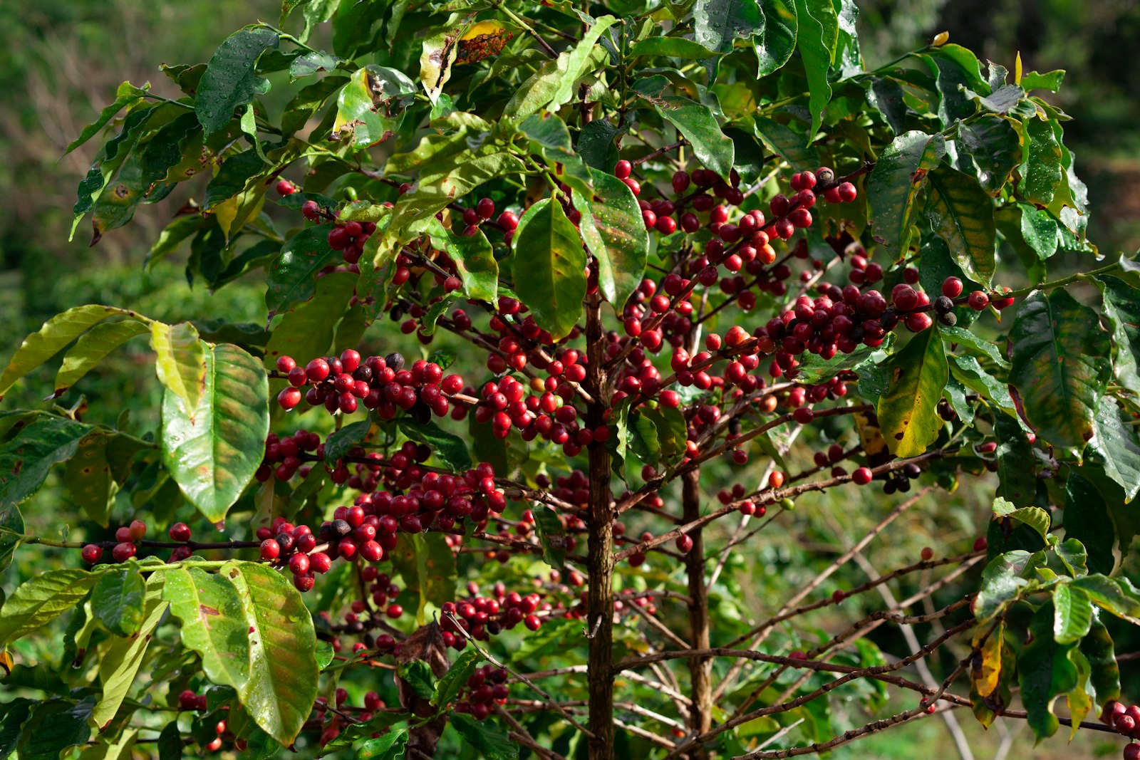 Kaffee anbauen in Deutschland: im Topf, mit Blüte nach drei bis fünf Jahren