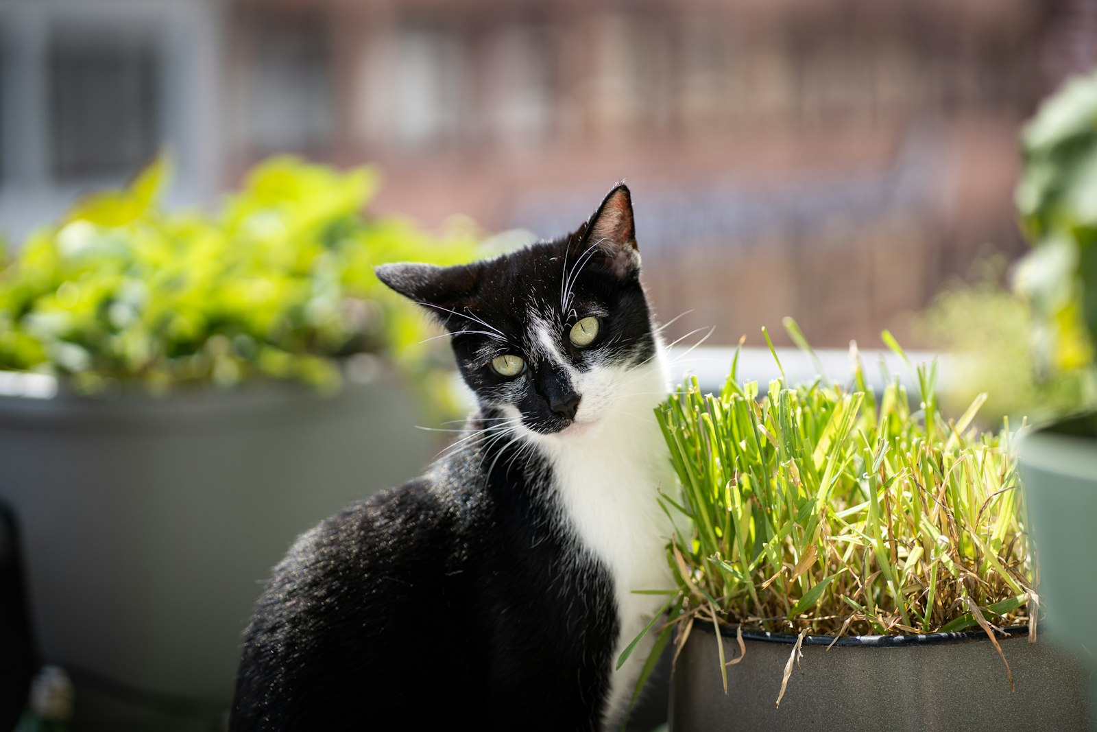 Katzengras selber anbauen: Körner einweichen, dicht säen, nach einer Woche füttern