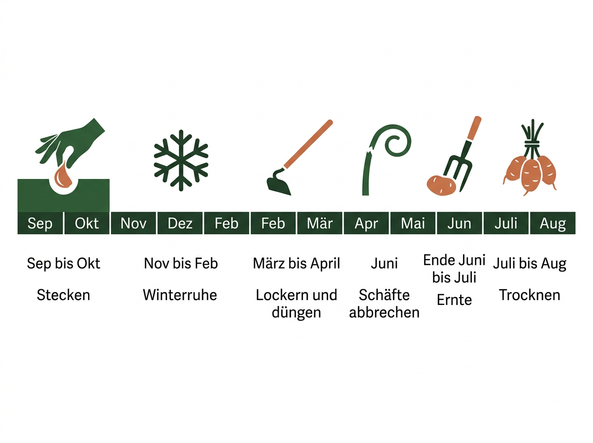 Jahresablauf beim Winterknoblauch vom Stecken im Herbst bis zum Trocknen im Sommer.