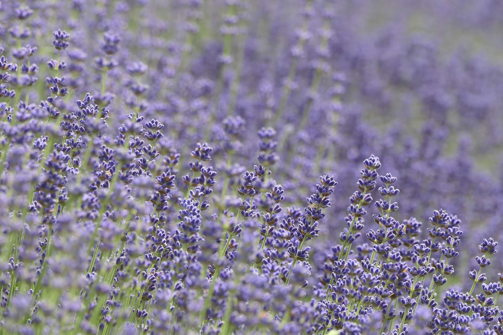 Lavendel anbauen: im Frühjahr pflanzen, nie ins alte Holz schneiden