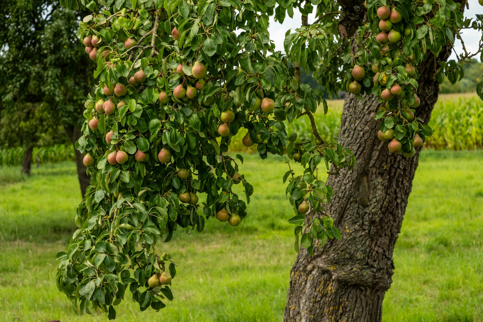 Leimring am Obstbaum: wann anbringen? Ende September, und der Stützpfahl bekommt auch einen