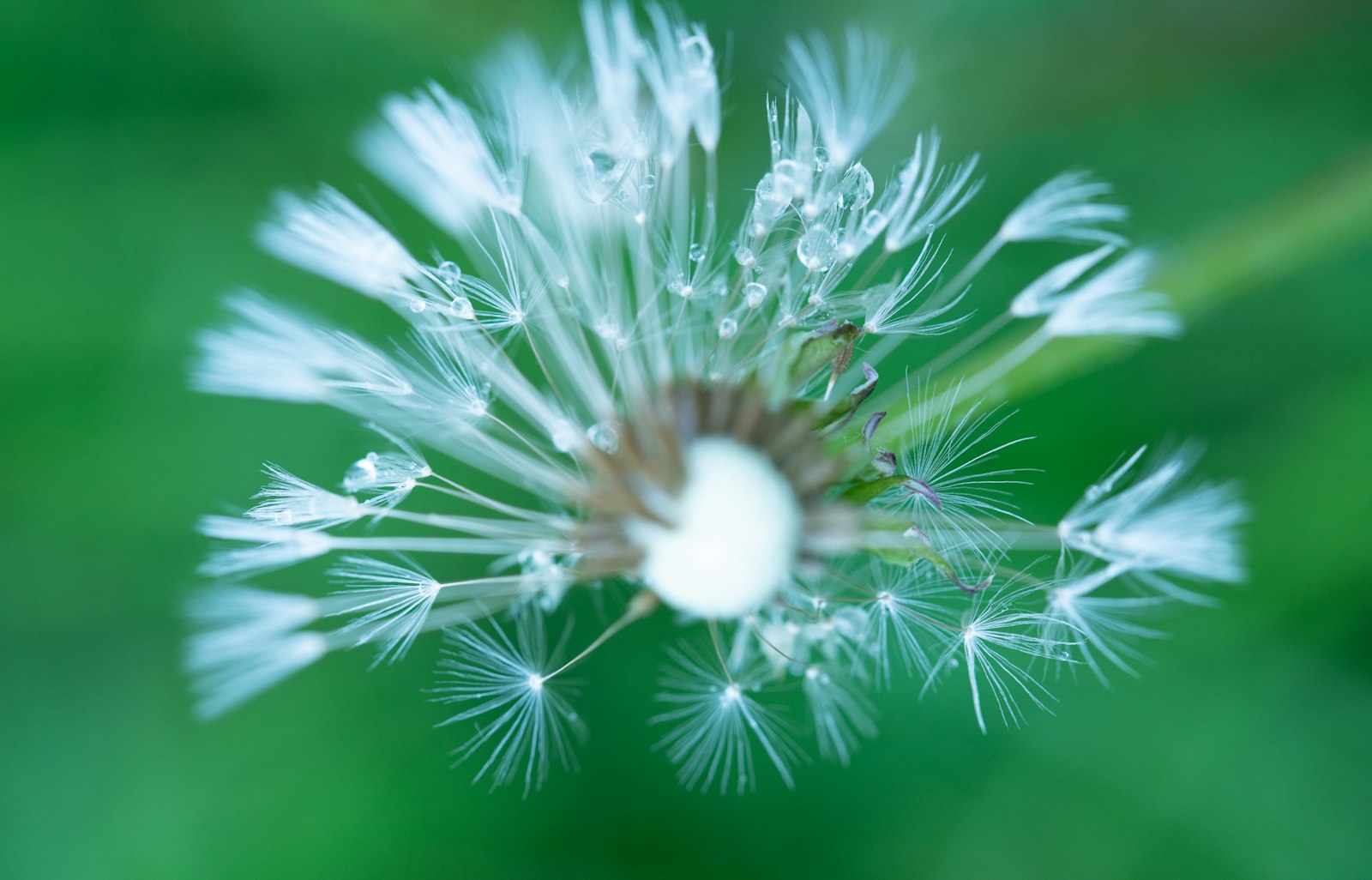 Löwenzahn anbauen: Aussaat ab April, Samen nur andrücken, Blüten vor dem Aussamen kappen