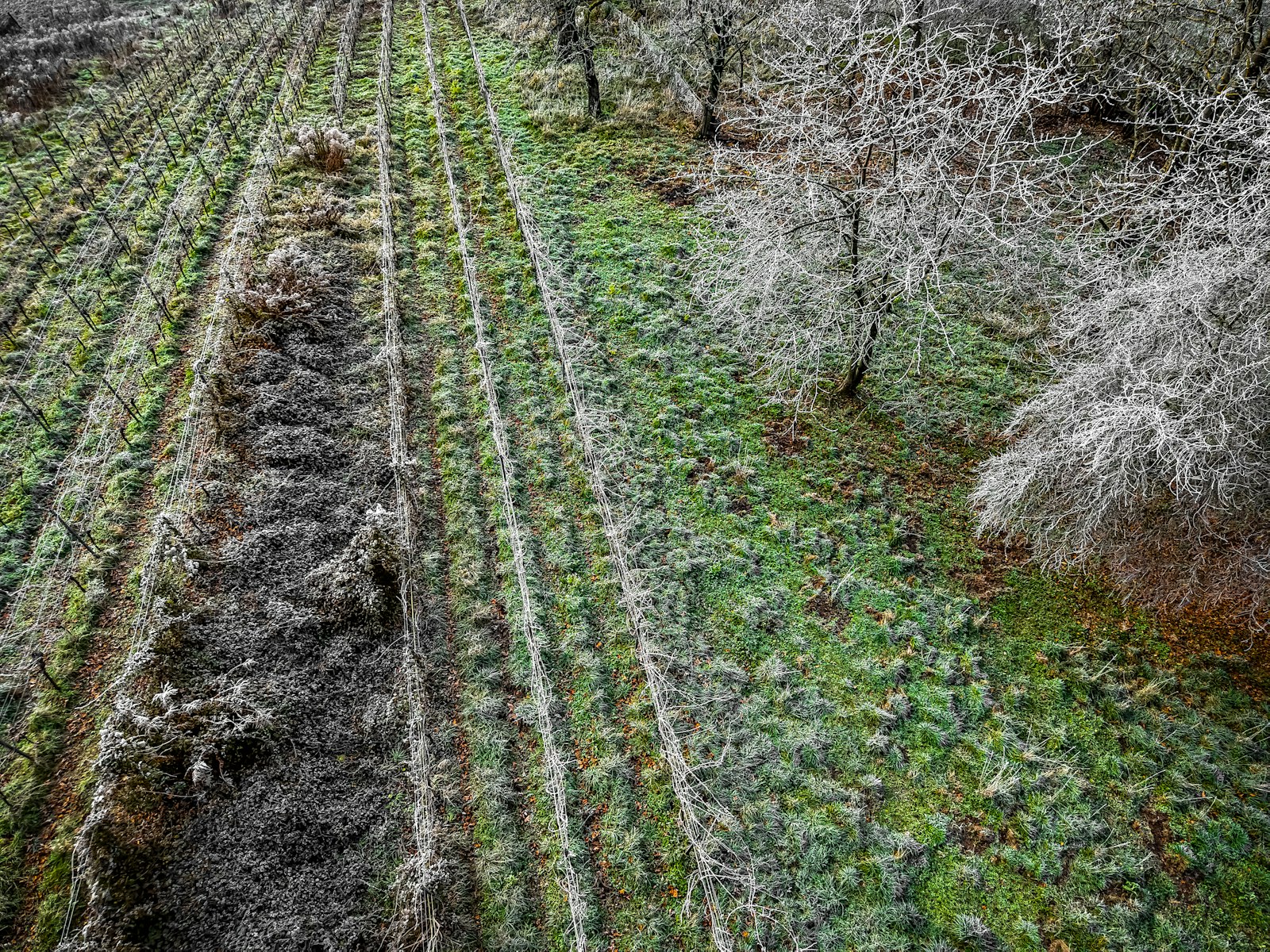 Olivenbaum richtig überwintern: hell und kühl bei 5 bis 10 Grad, den Wurzelballen vor Frost schützen