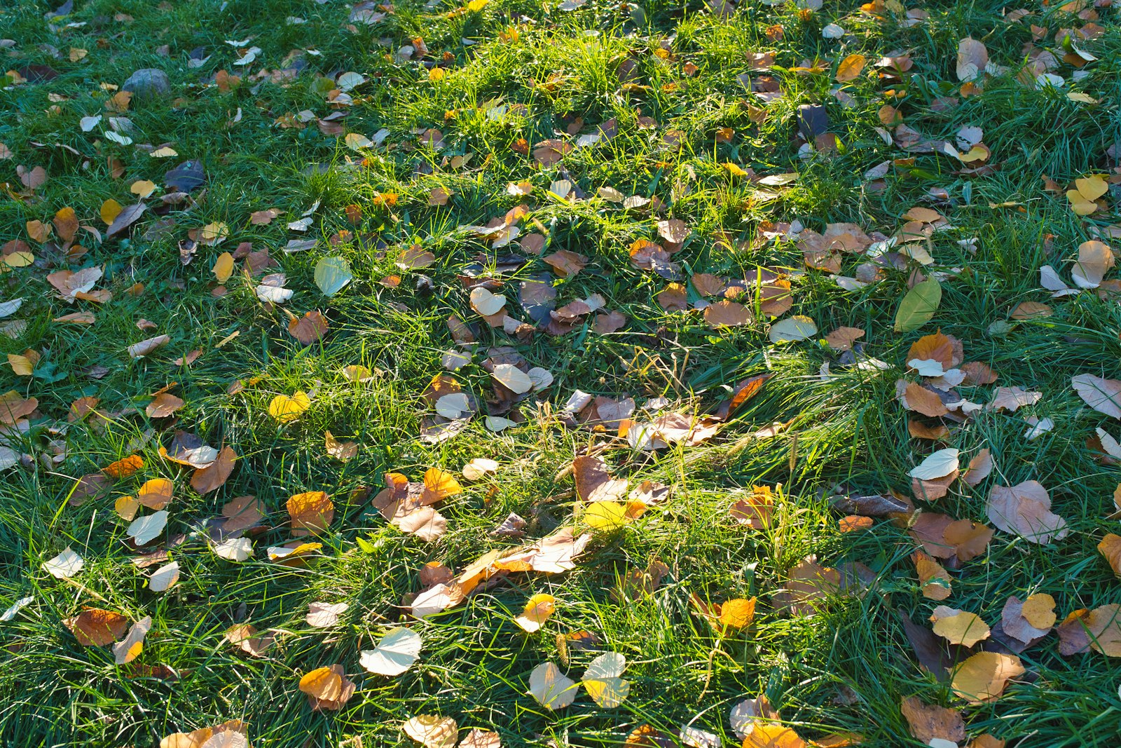 Rasen im Herbst düngen: Zeitfenster, Kaliumdünger und Menge pro Quadratmeter