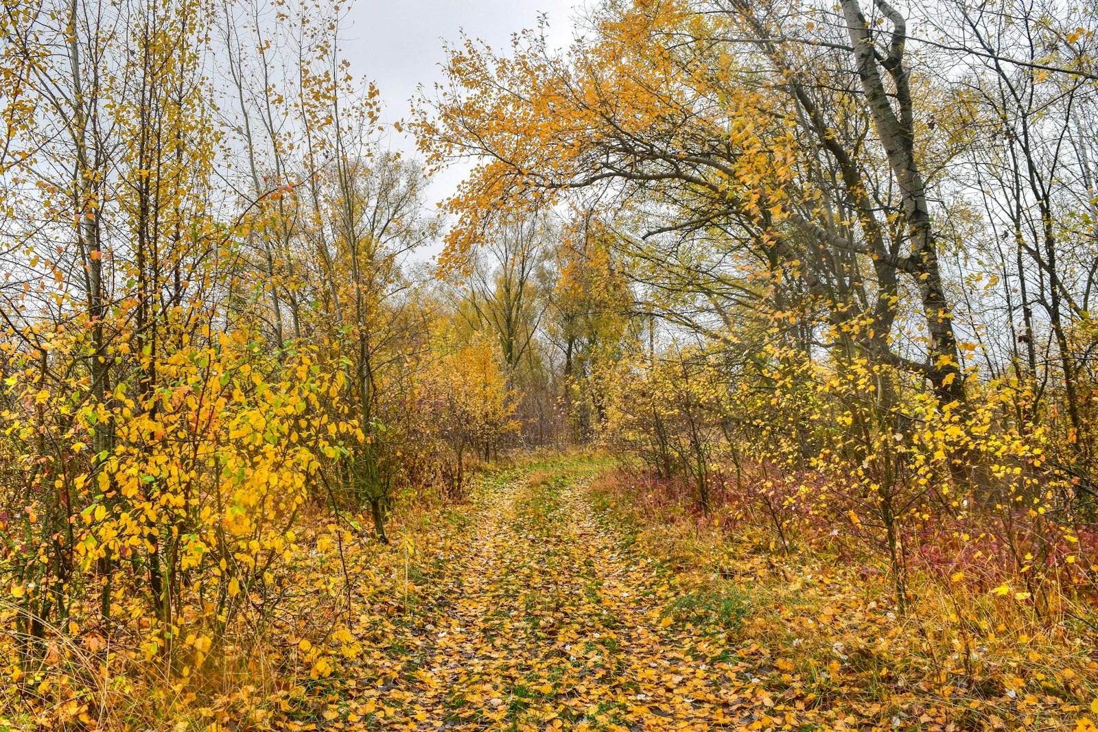 Rasen: letzter Schnitt im Herbst, wenn das Gras nicht mehr nachwächst