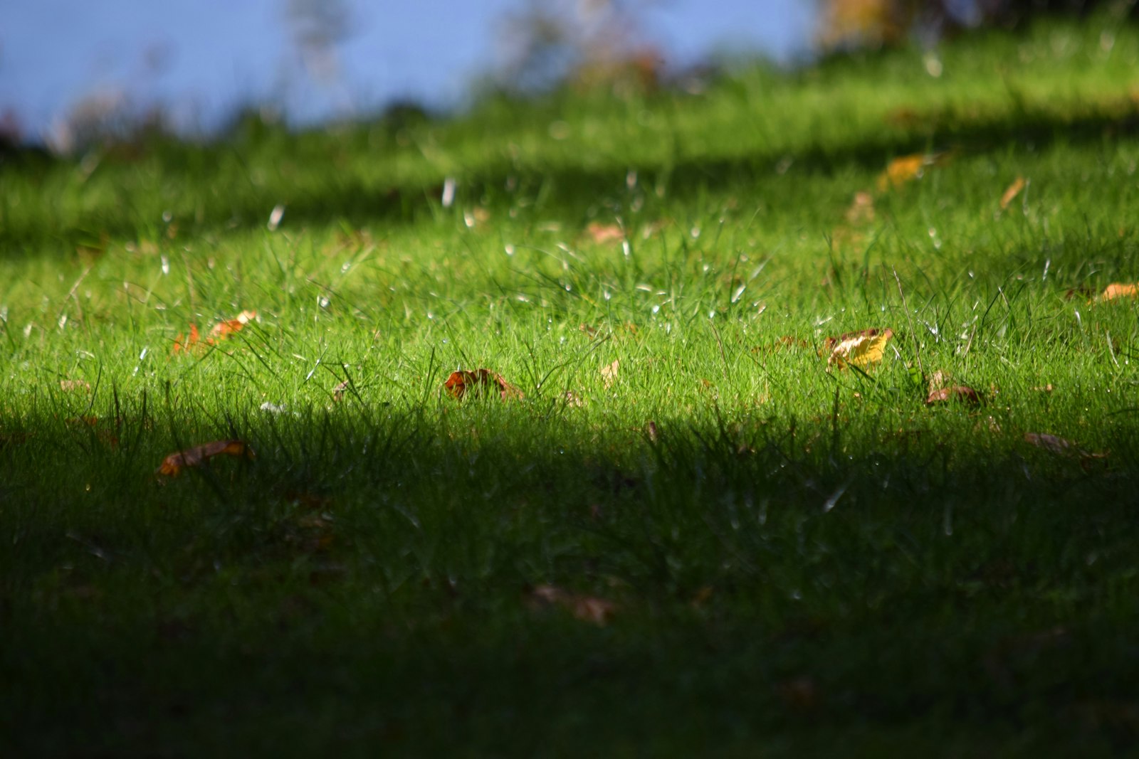 Rasen vertikutieren im Herbst: Zeitfenster, Tiefe und Nachsaat