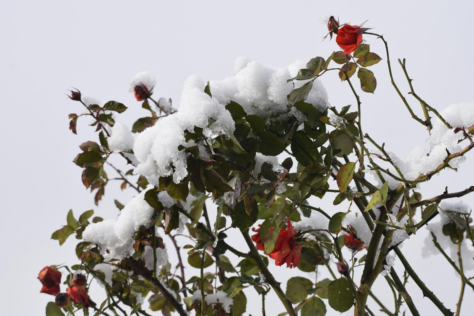 Rosen winterfest machen: Anhäufeln, Reisig und Kübelschutz je nach Rosenart