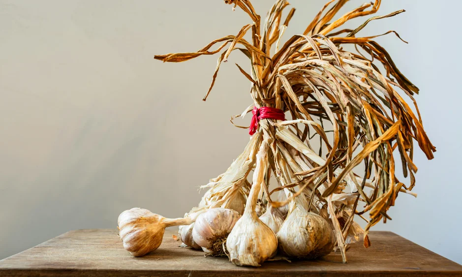 Frisch geernteter Knoblauch, zum Trocknen gebündelt: große, feste Knollen eignen sich am besten für schwarzen Knoblauch.