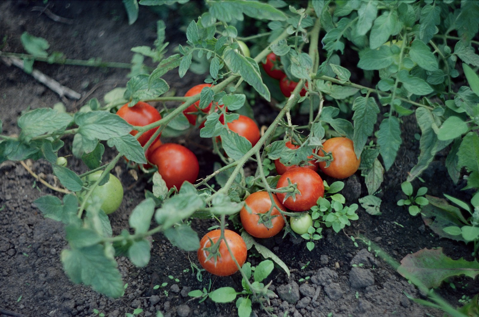 Tomatenpflanze mit grünen und roten Früchten. Foto: Katerina Shkribey / Unsplash.