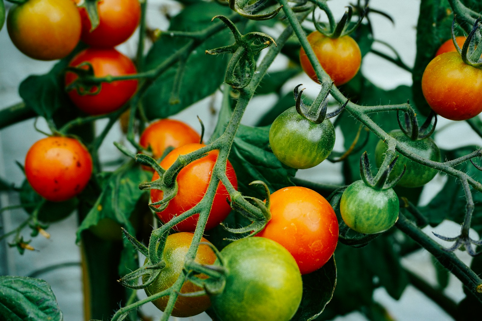 Tomaten in unterschiedlichen Reifestadien am Strauch. Foto: Dan Gold / Unsplash.