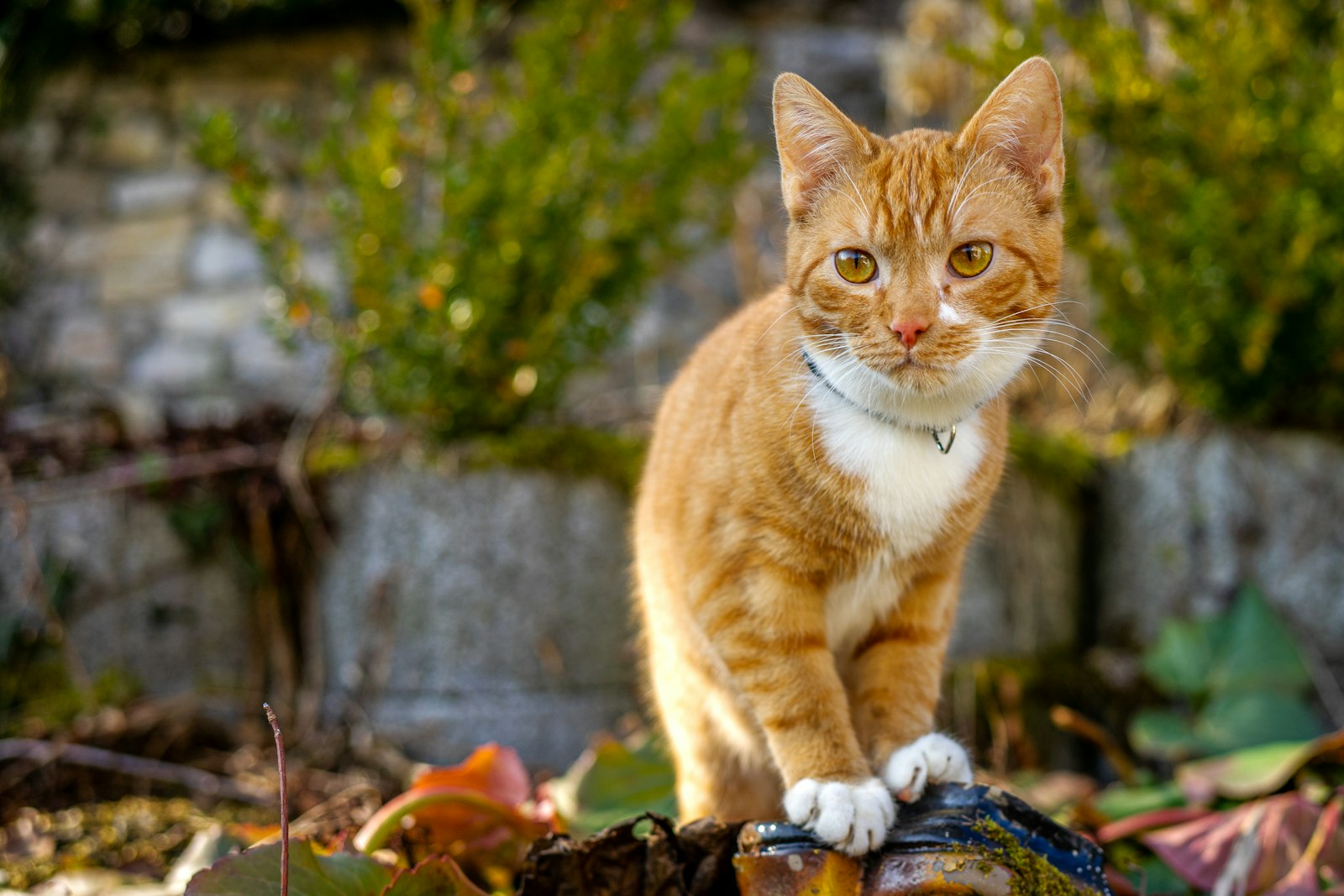 Was hilft gegen Katzen im Garten? Was wirkt und was erlaubt ist